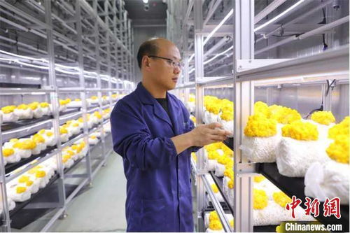 山東多地加快發展數字農業，智慧農田新模式引領鄉村振興